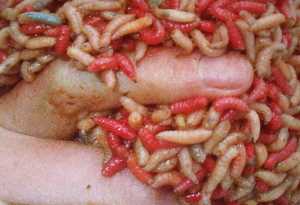 Belatung untuk keperluan medis