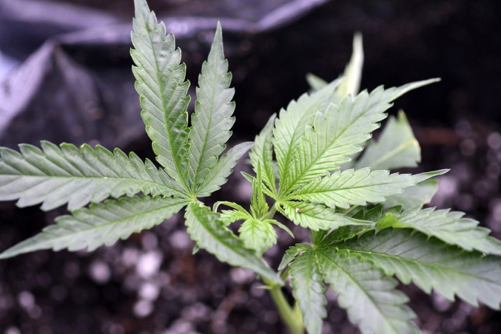 biden-weed-pardons-application-delay