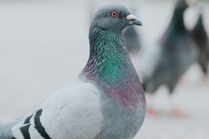 pigeons
