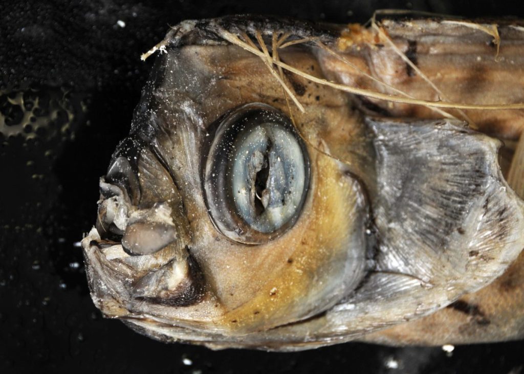 Deep-Sea ‘Doomsday Fish’ Keep Washing Ashore and People Are Panicking
