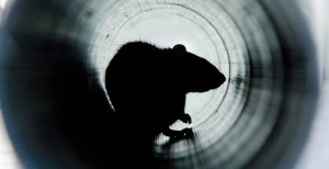 Heavy Rains Could Send Rats Crawling Out of Toilets in Washington State