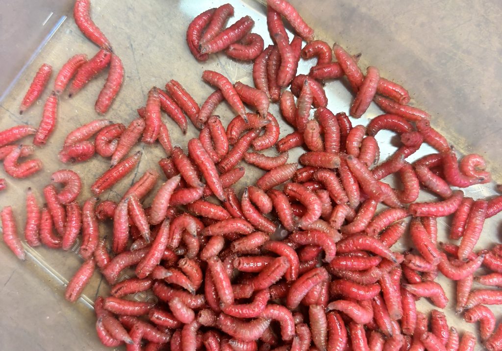 In Honor of Deftones, I Raised My Very Own Pet Pink Maggits