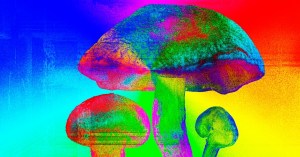 People Are Microdosing Mushrooms—and Poisoning Themselves
