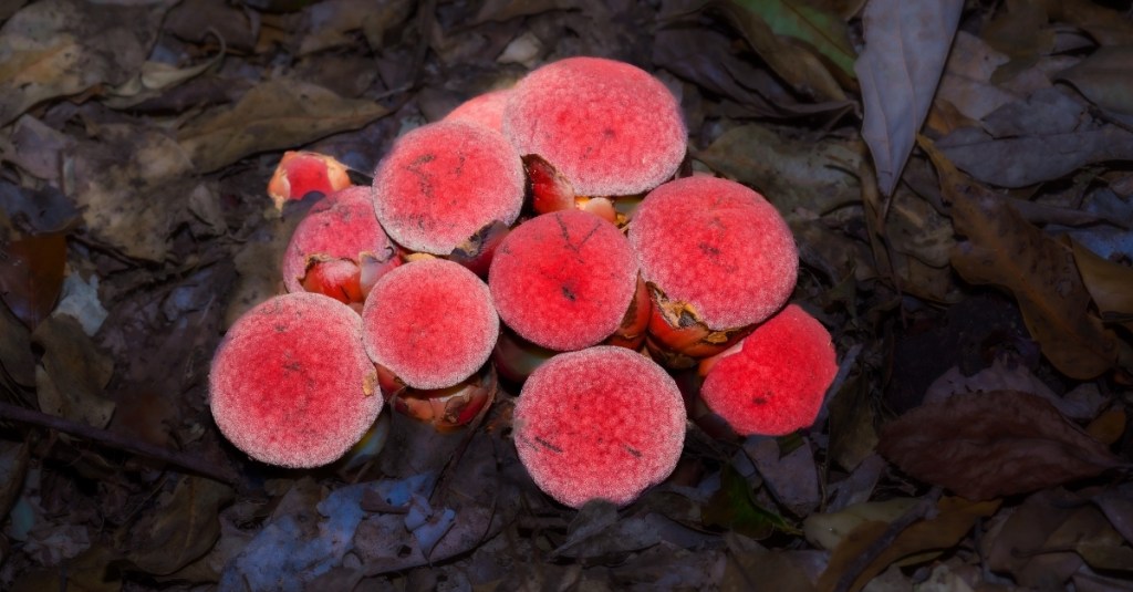 Scientists Found a Plant That Gave Up on Photosynthesis Entirely