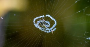 Some Spiders Build Fake Versions of Themselves to Trick Predators