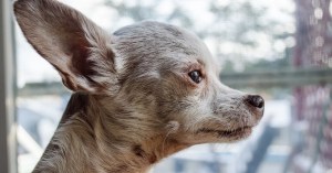 This Chihuahua Ate a Ton of Cocaine—and Somehow Lived