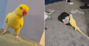 This Talking Parrot Just Helped Bring Down a Massive Drug Gang