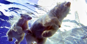 Wild Polar Bear Photographed With Rare 'Adopted' Cub