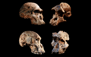 Particles from outer space helped refine the age estimates of South African ancestors of humans.