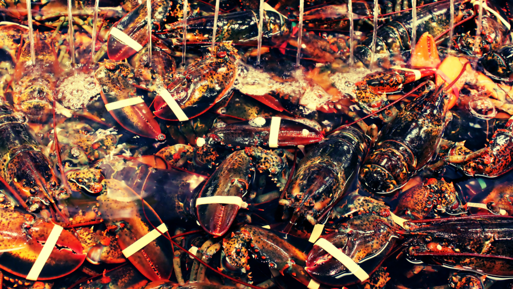 Someone Stole $400,000 Worth of Live Lobsters en Route to Costco