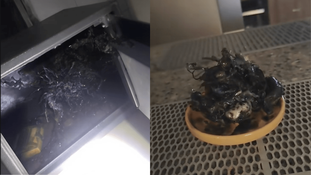 What’s Up With That Tentacled ‘Alien’ Growing From a Meteorite in Panama?